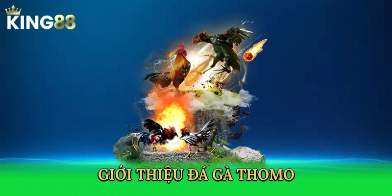 gioi-thieu-da-ga-thomo-2