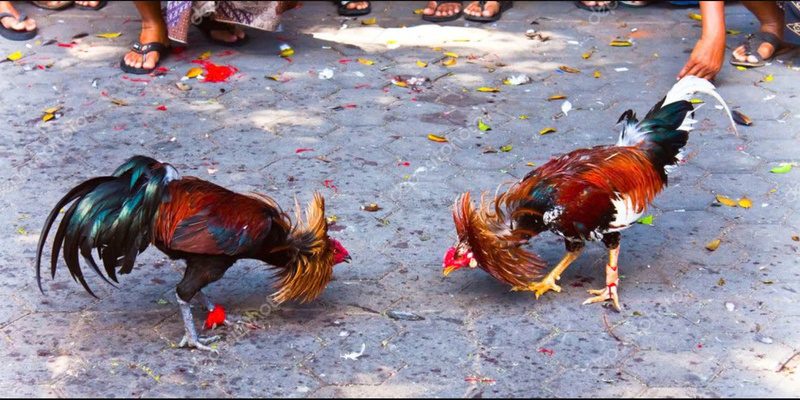 đá gà trực tiếp RED88