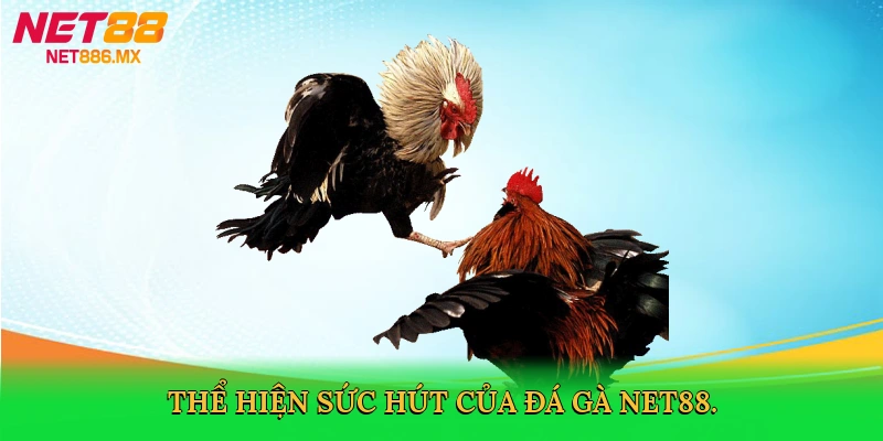 the-hien-suc-hut-cua-da-ga-net88-3