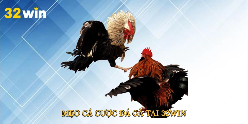 meo-ca-cuoc-da-ga-tai-32win-4